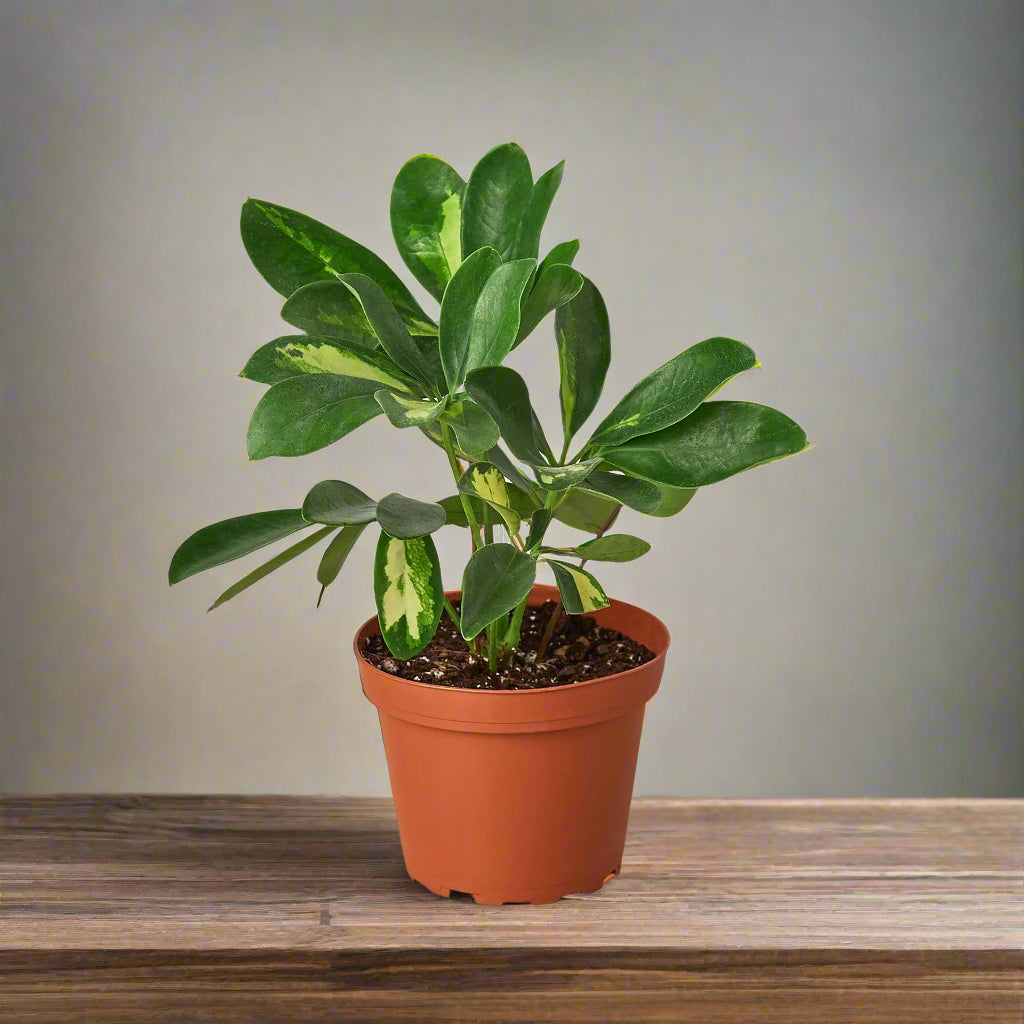 Schefflera Variegated