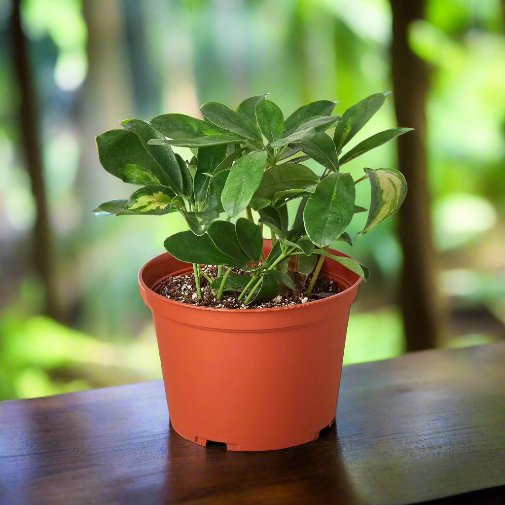 Schefflera Variegated