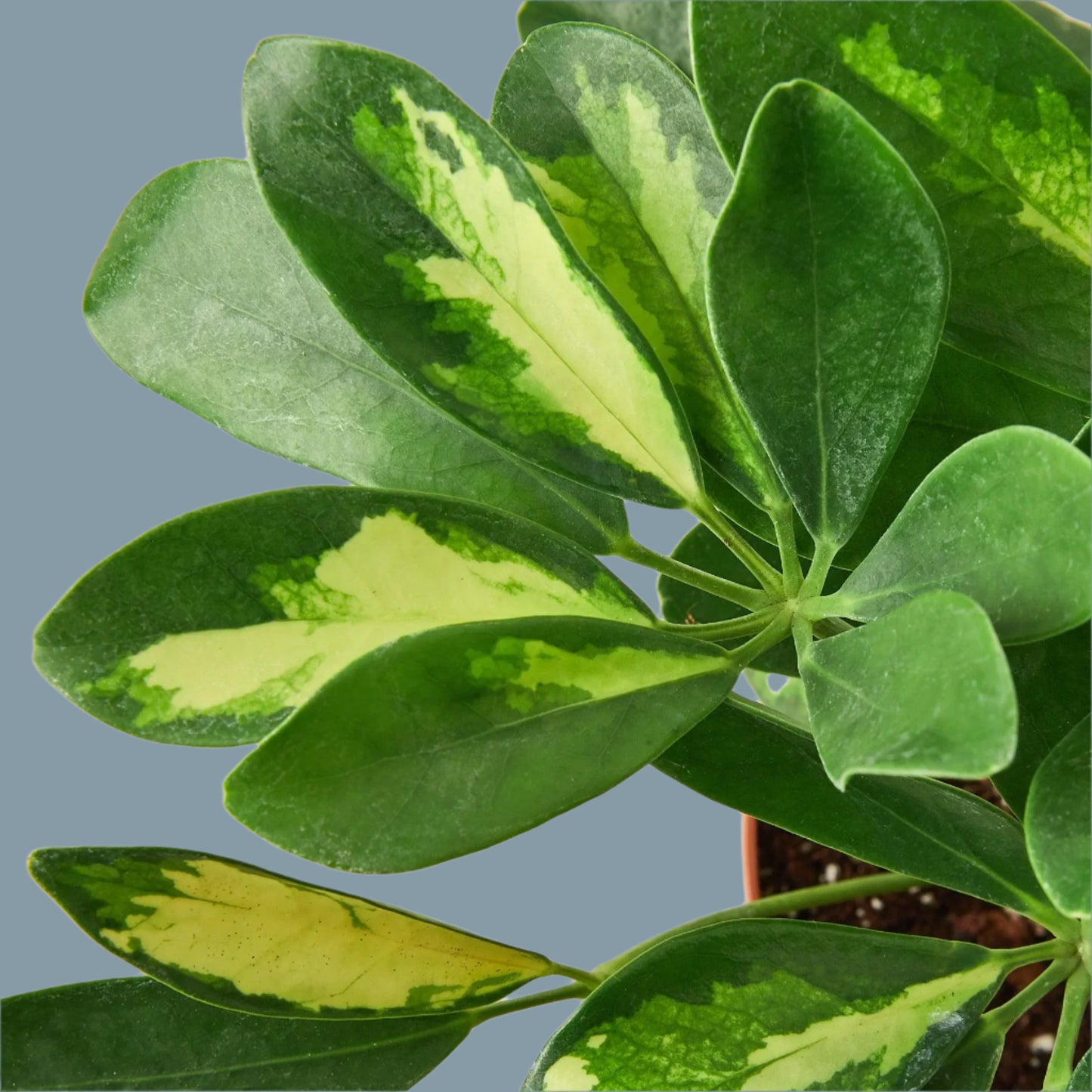 Schefflera Variegated