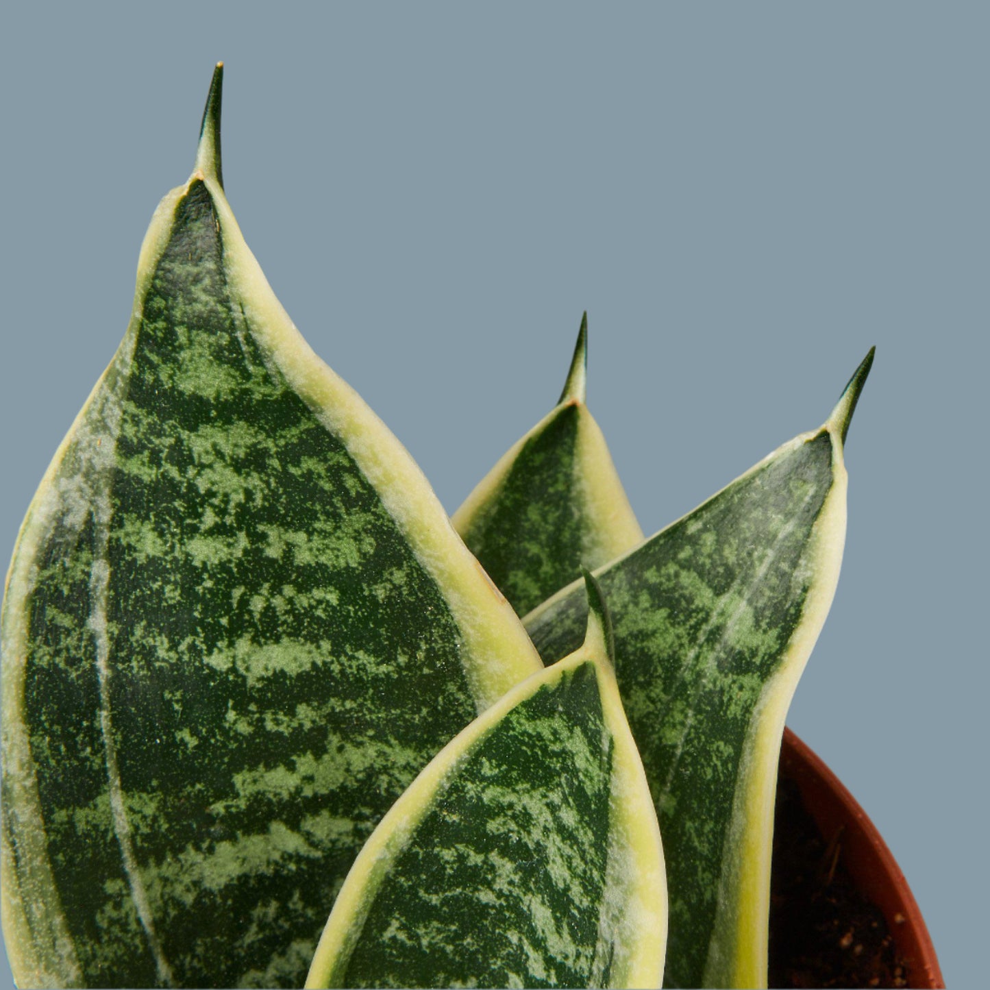 Snake Plant Laurentii Dwarf