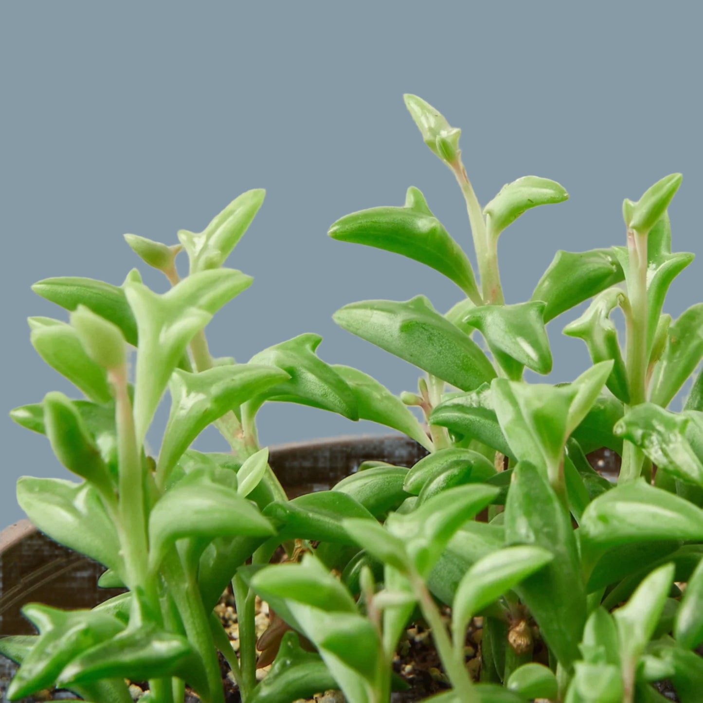 Succulent 'String of Dolphins'