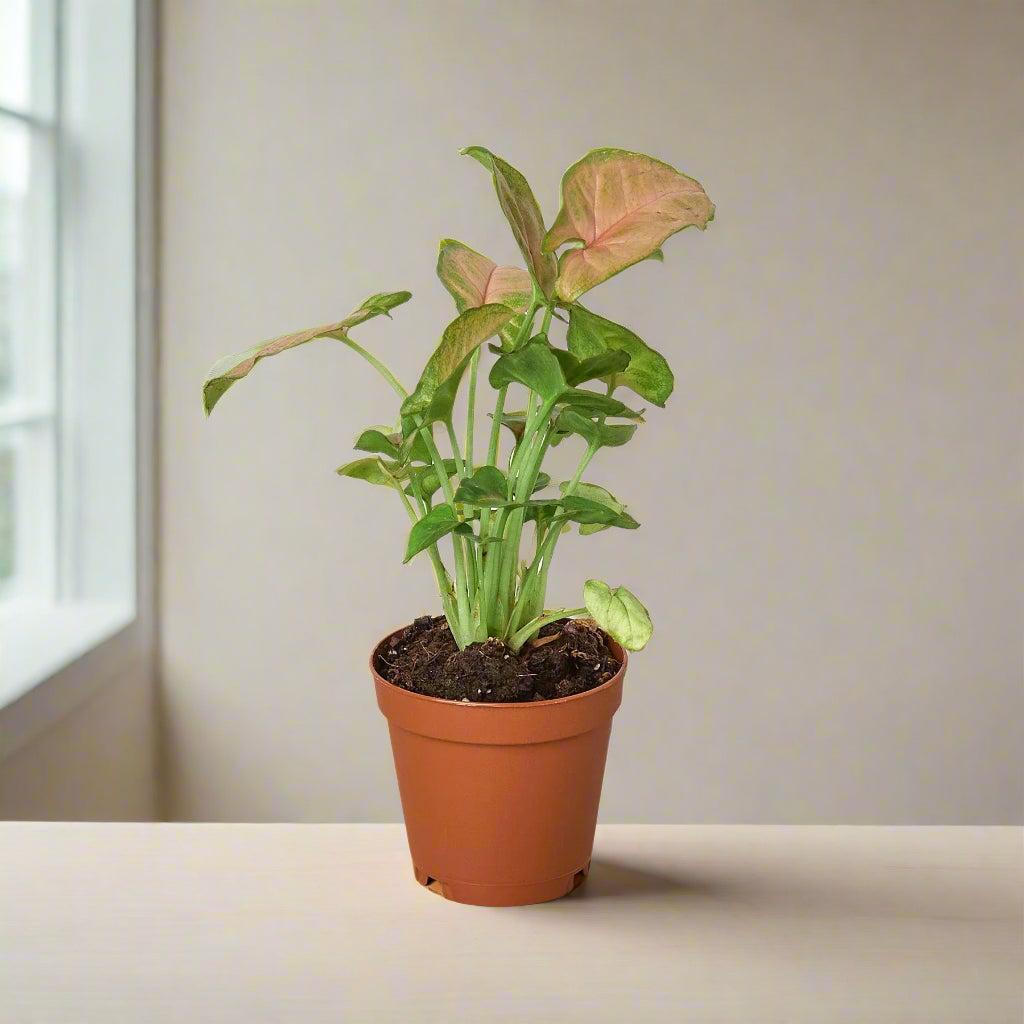 Syngonium Strawberry