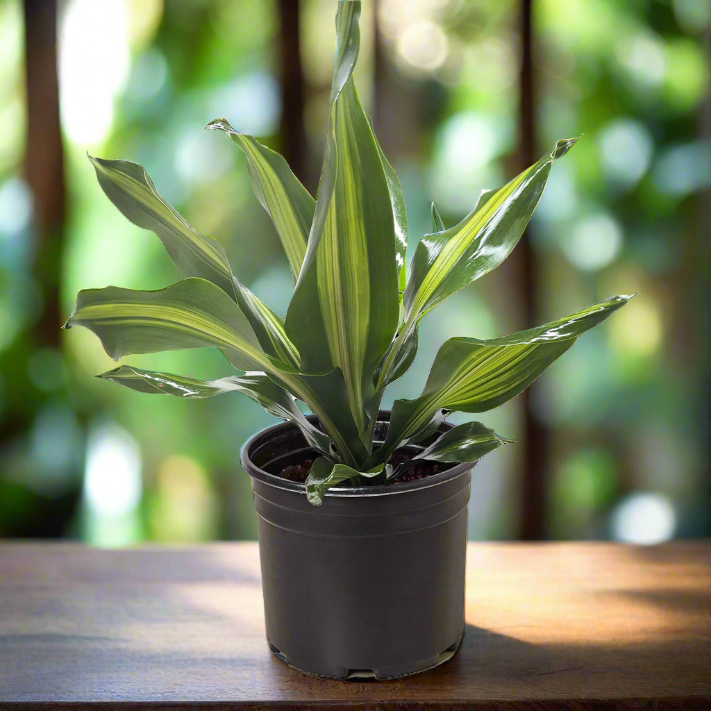 Dracaena Golden Heart