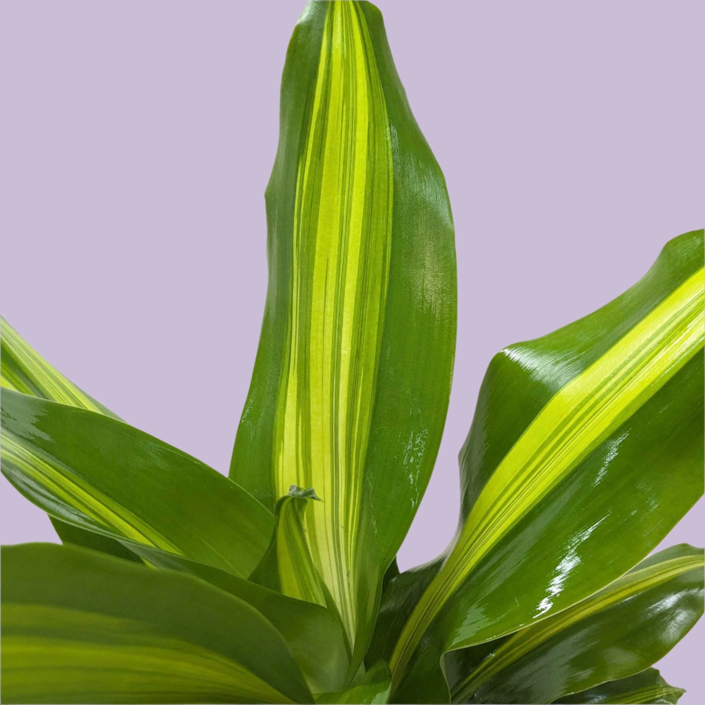 Dracaena Golden Heart