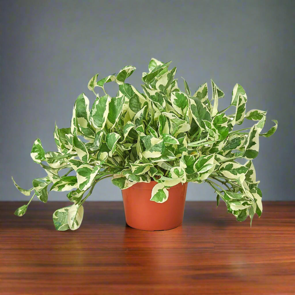 Pothos 'N'joy'