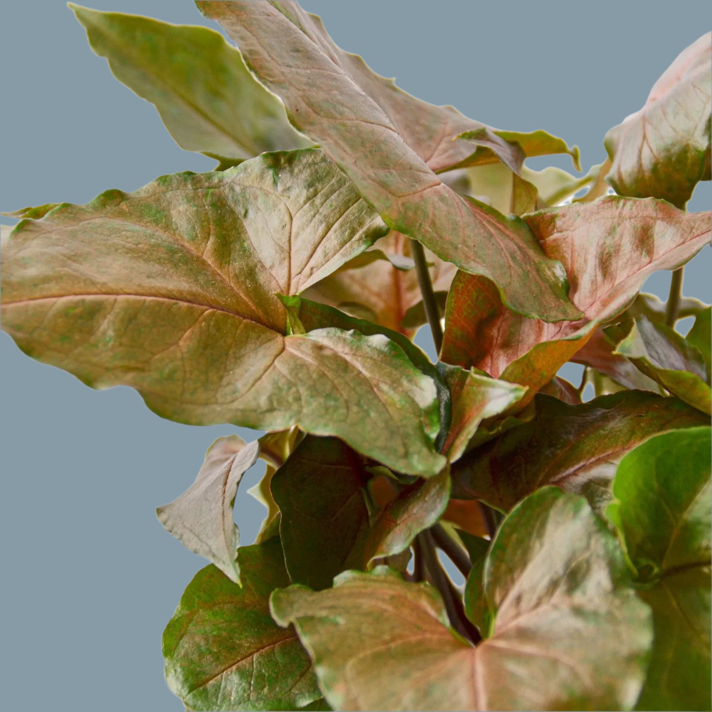 Syngonium Merry