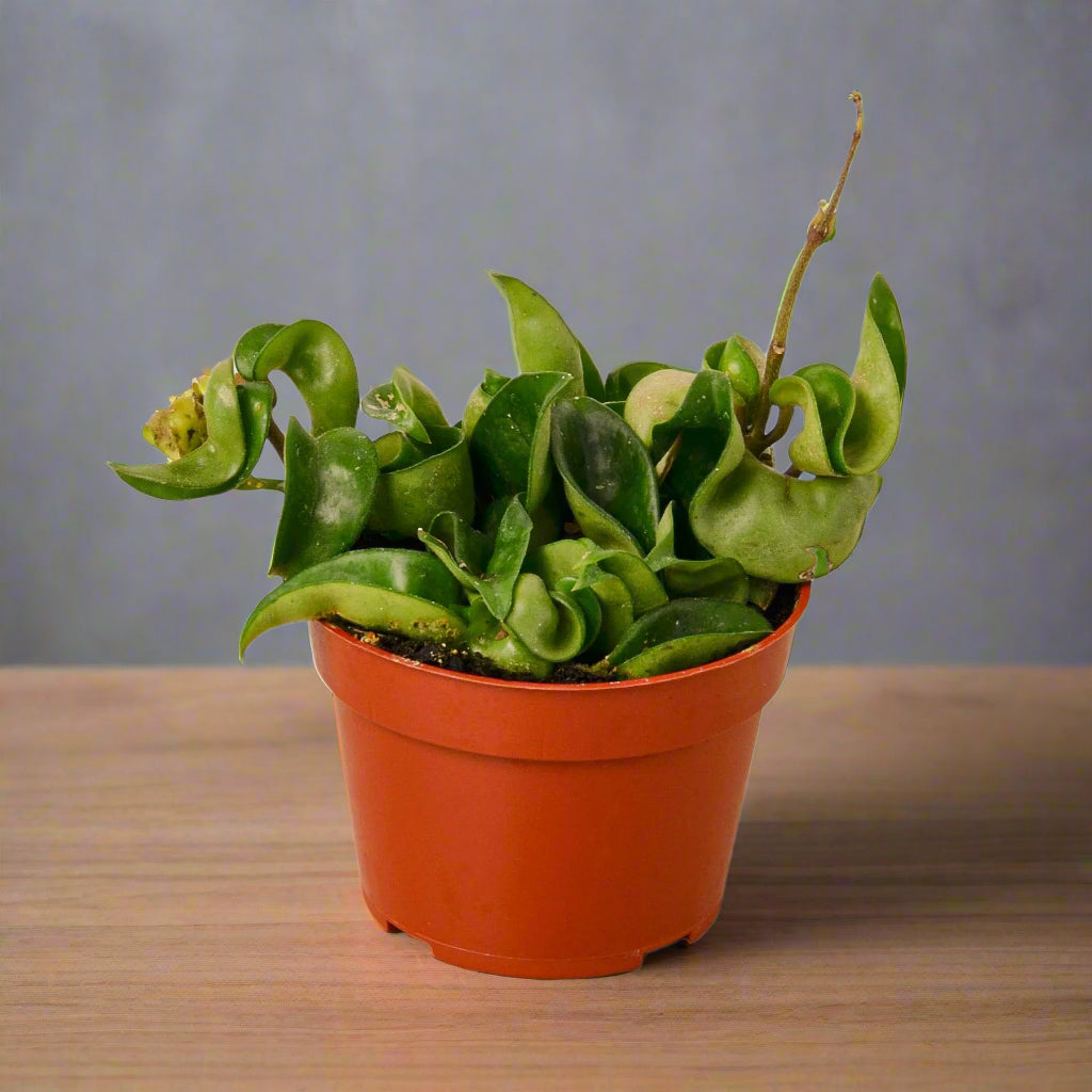 Hoya Rope Plant