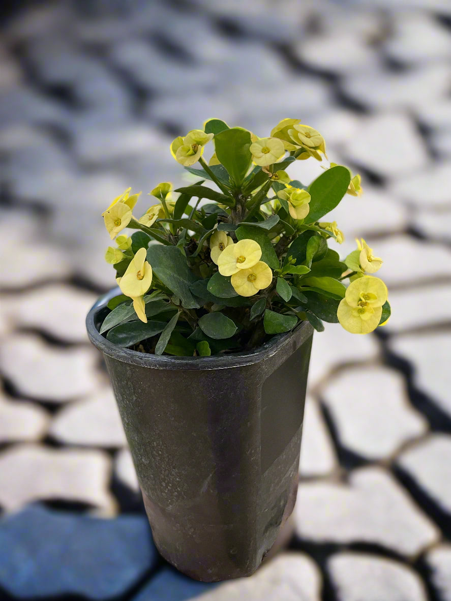 Crown of Thorns
