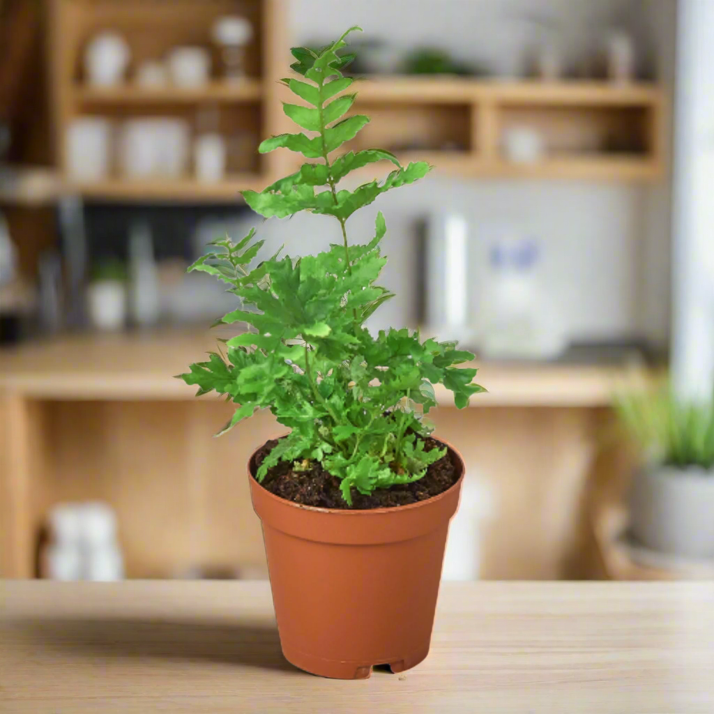 'Autumn' Fern