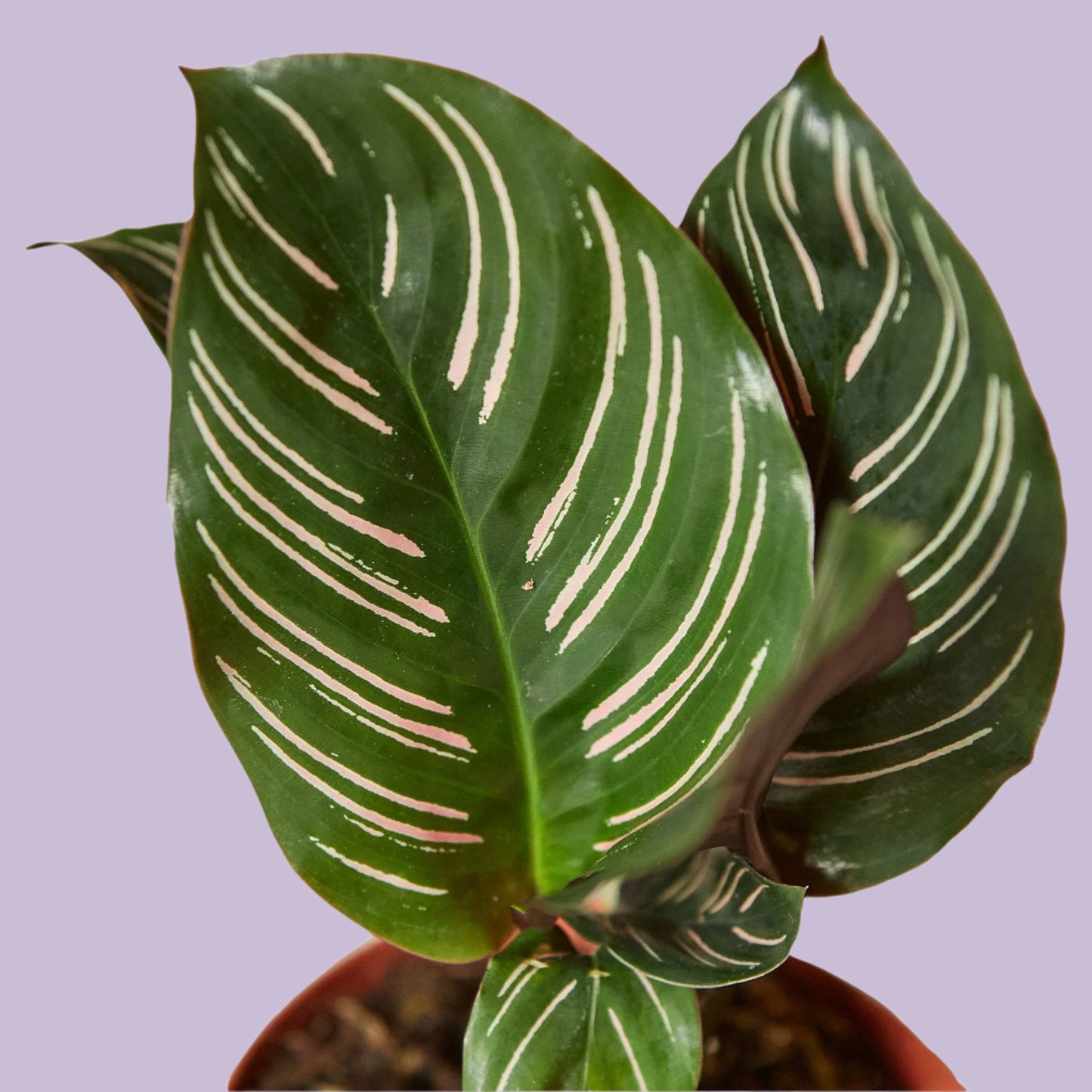 Calathea 'Ornata'