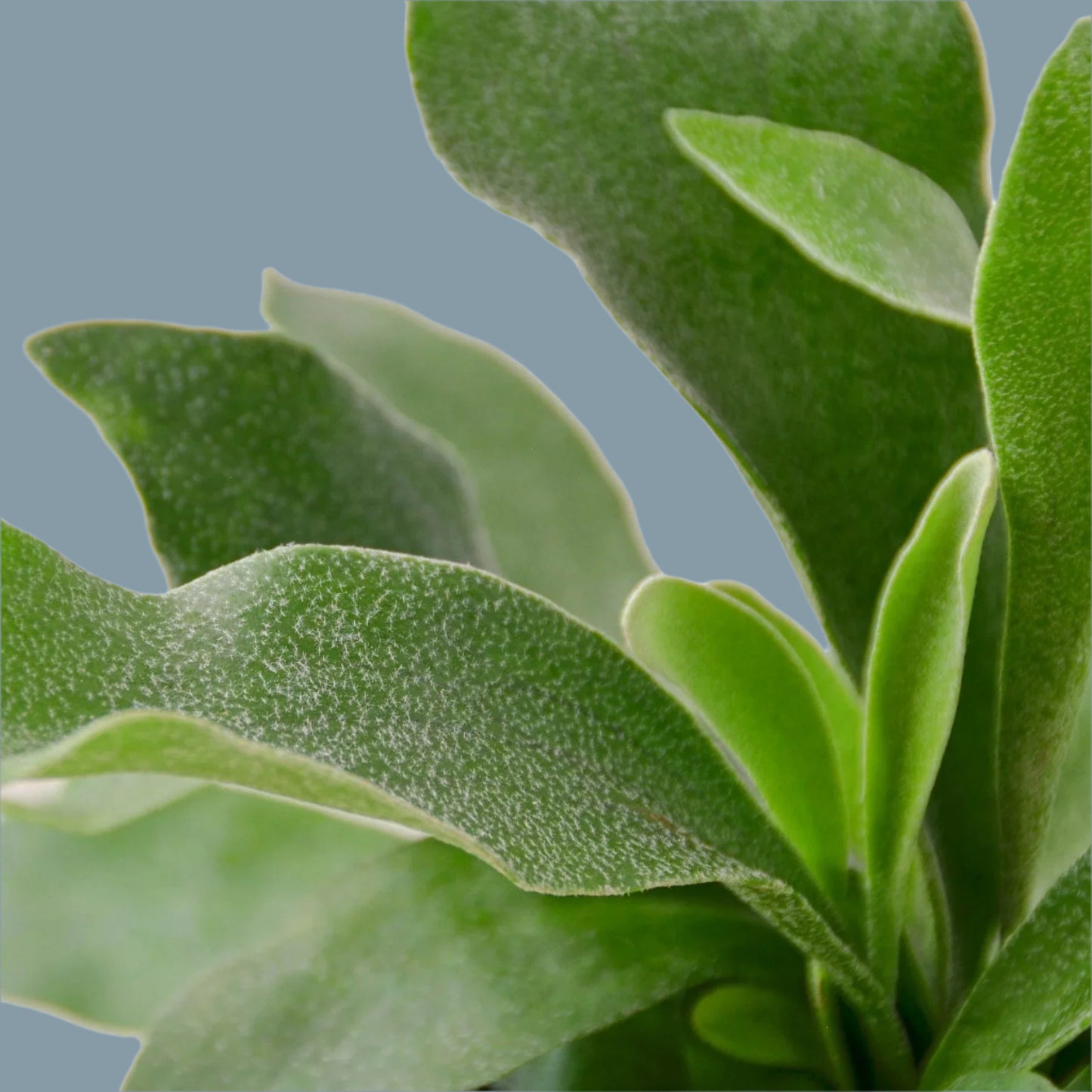 Staghorn Fern