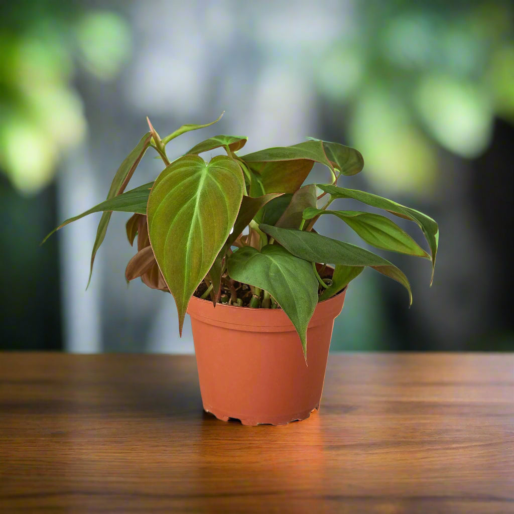 Philodendron 'Velvet'