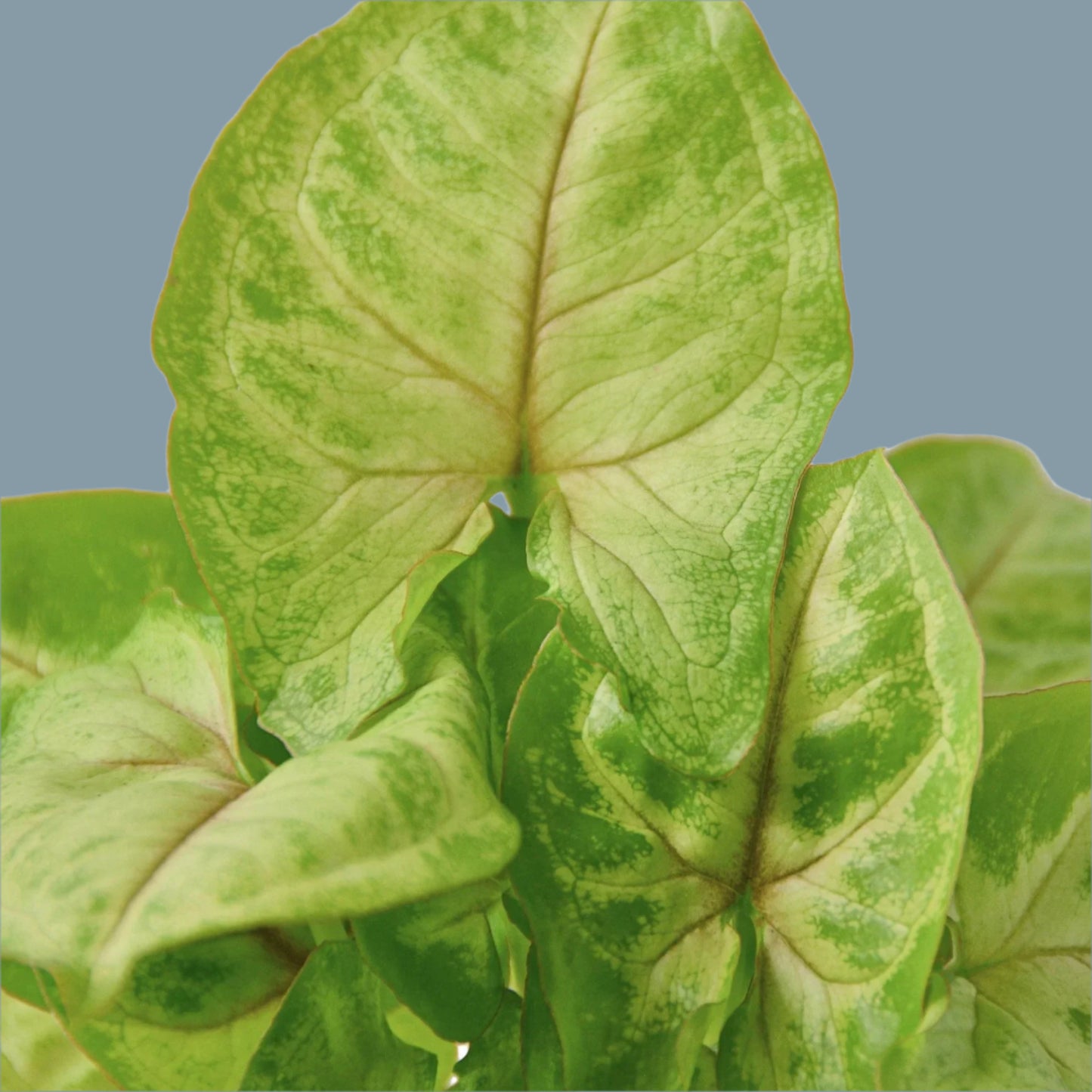 Syngonium Gold