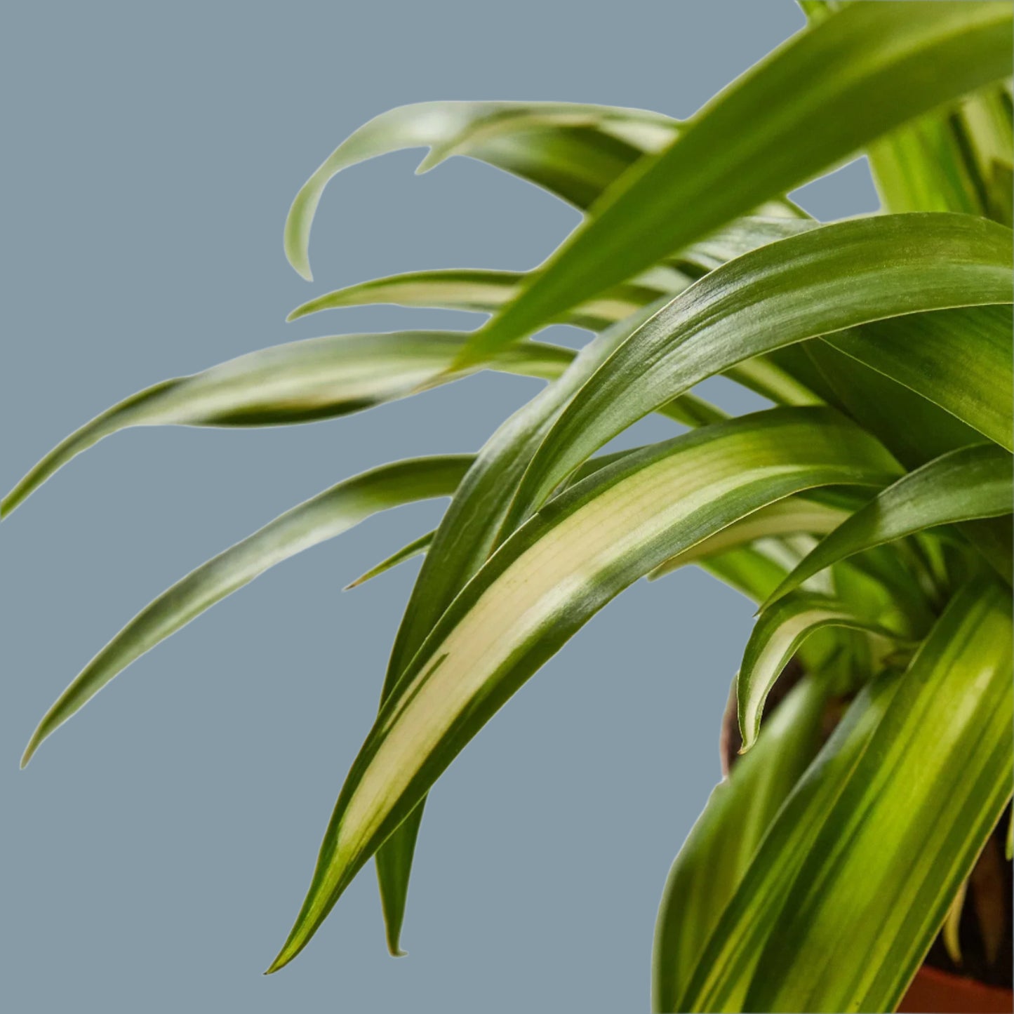 Spider Plant Hawaiian