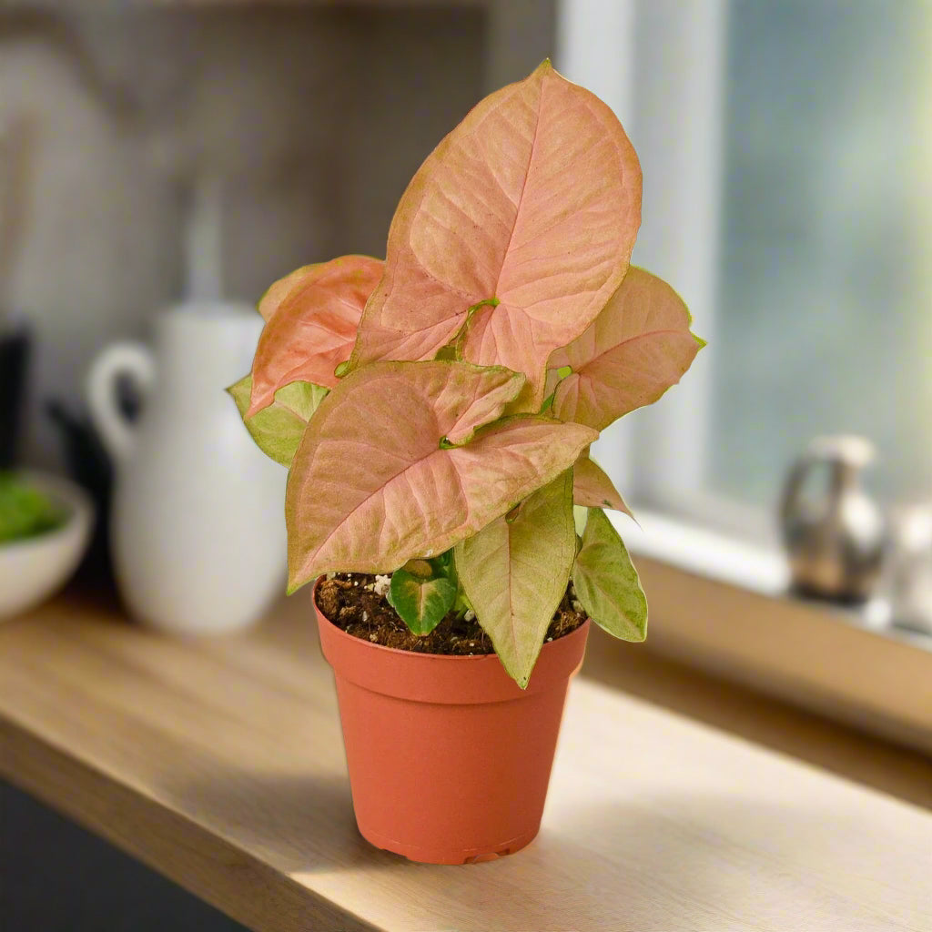 Syngonium Strawberry