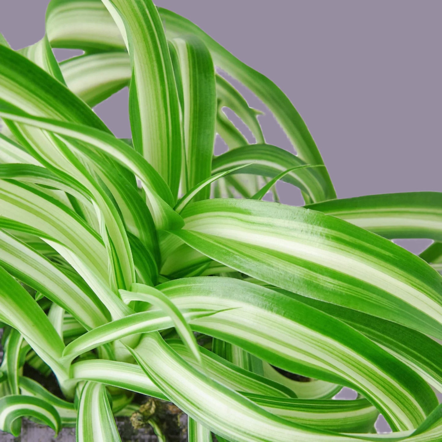 Spider Plant 'Bonnie'