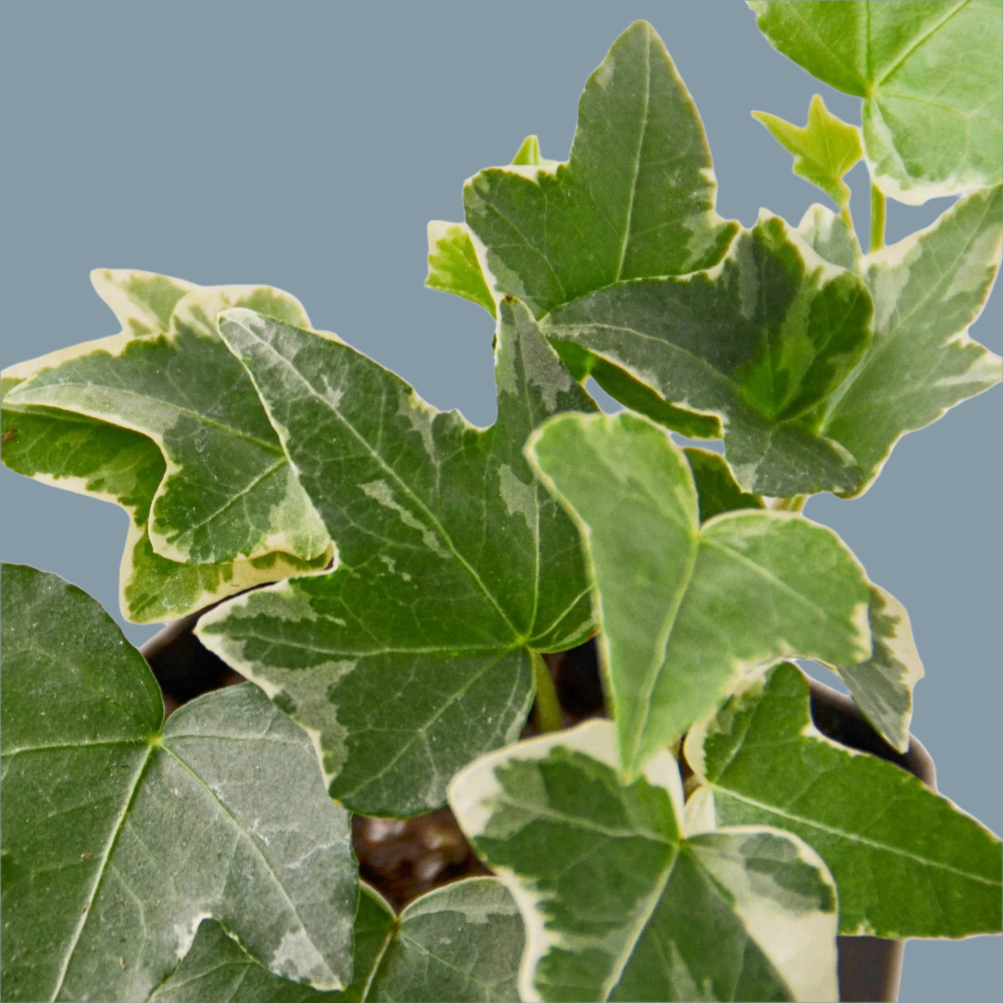 English Ivy 'Glacier'