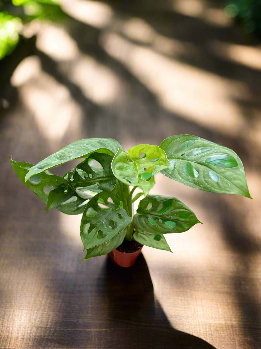 Monstera Adansonii 'Swiss Cheese'