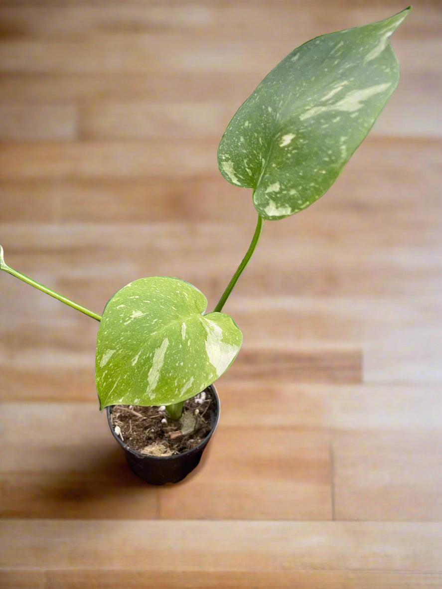 Monstera 'Thai Constellation'