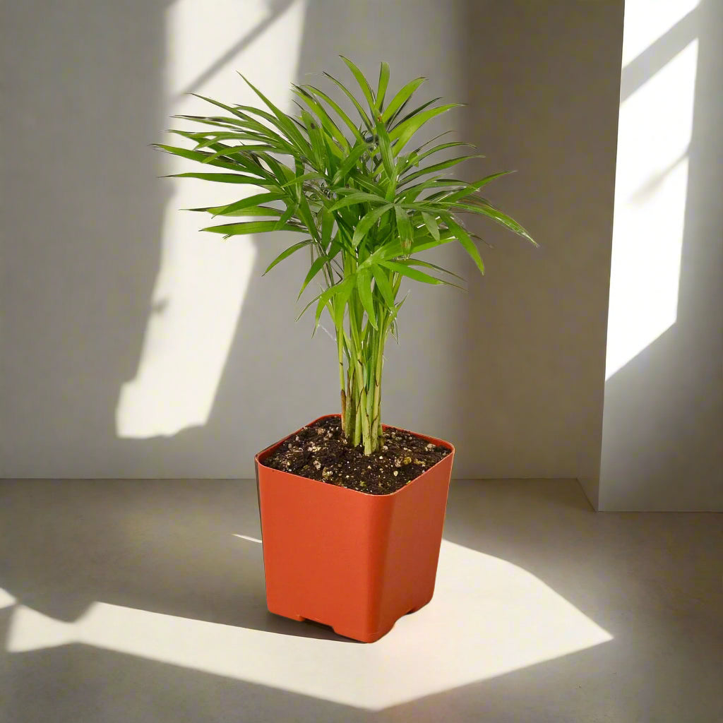 Parlor Palm