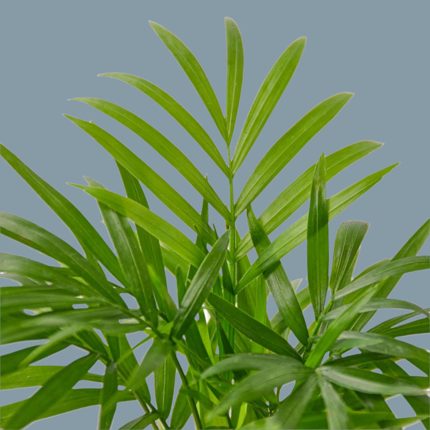 Parlor Palm