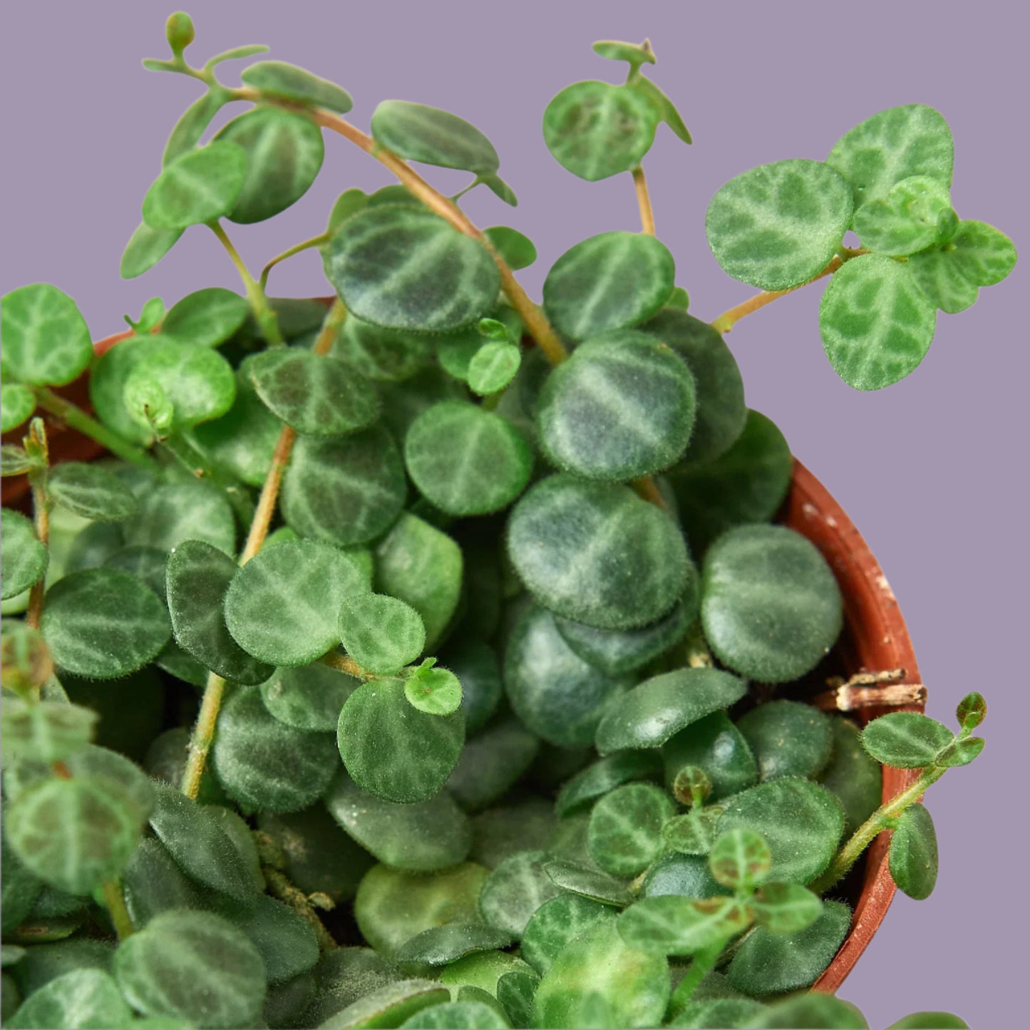 Peperomia Prostrata 'String of Turtles'