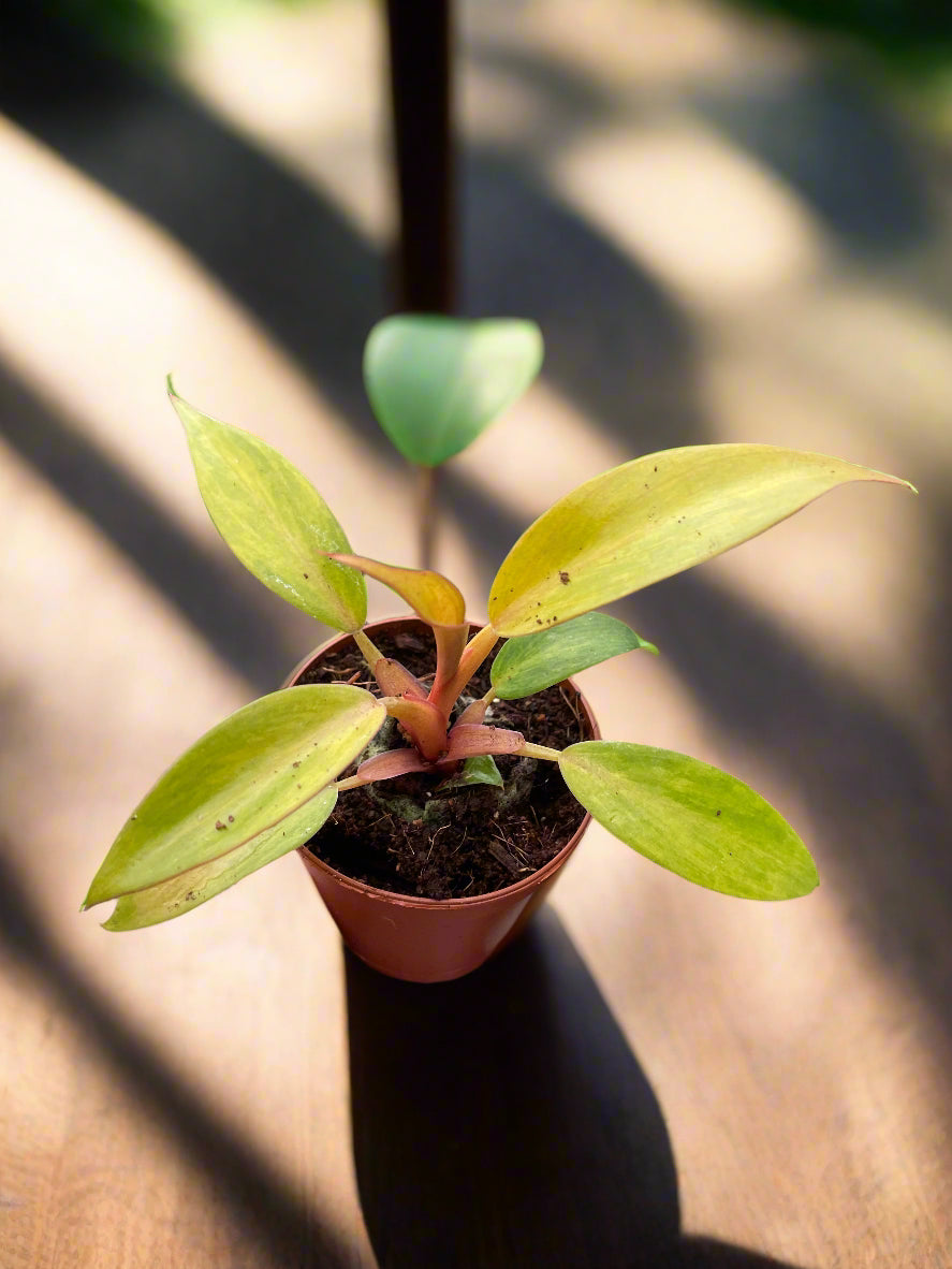 Philodendron 'Orange Marmalade'