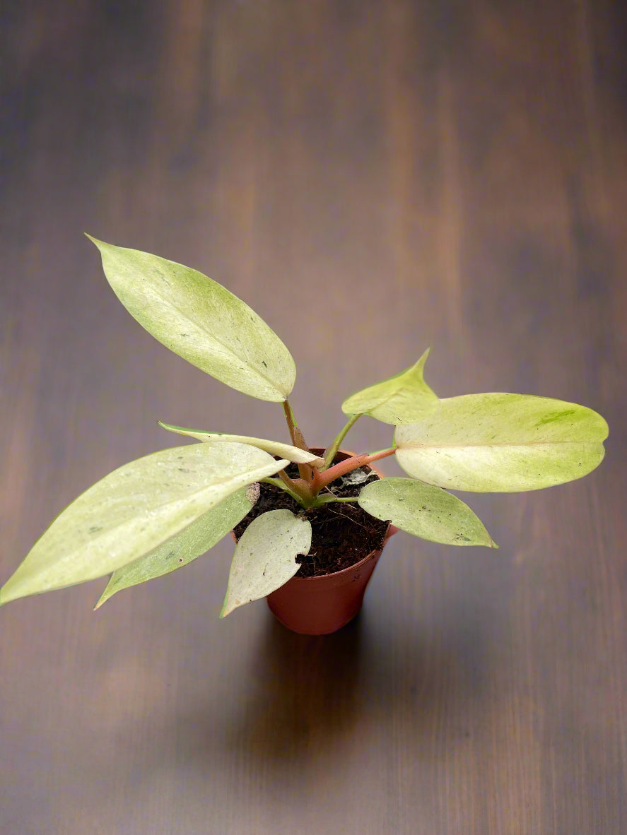 Philodendron 'Snowdrift'