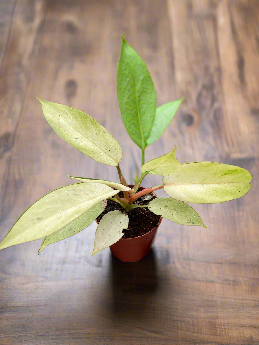 Philodendron 'Snowdrift'