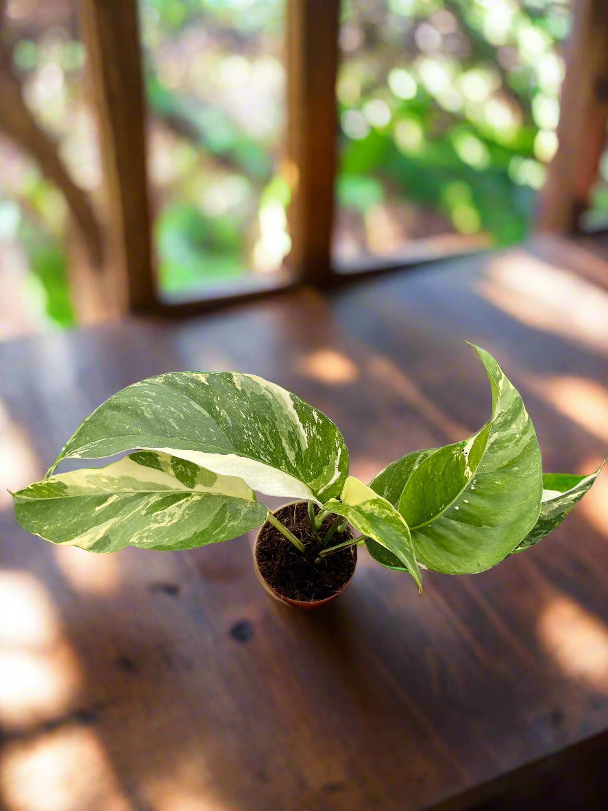 Pothos 'Albo Variegata'