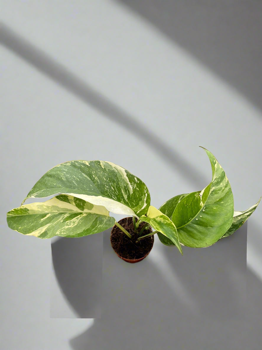 Pothos 'Albo Variegata'
