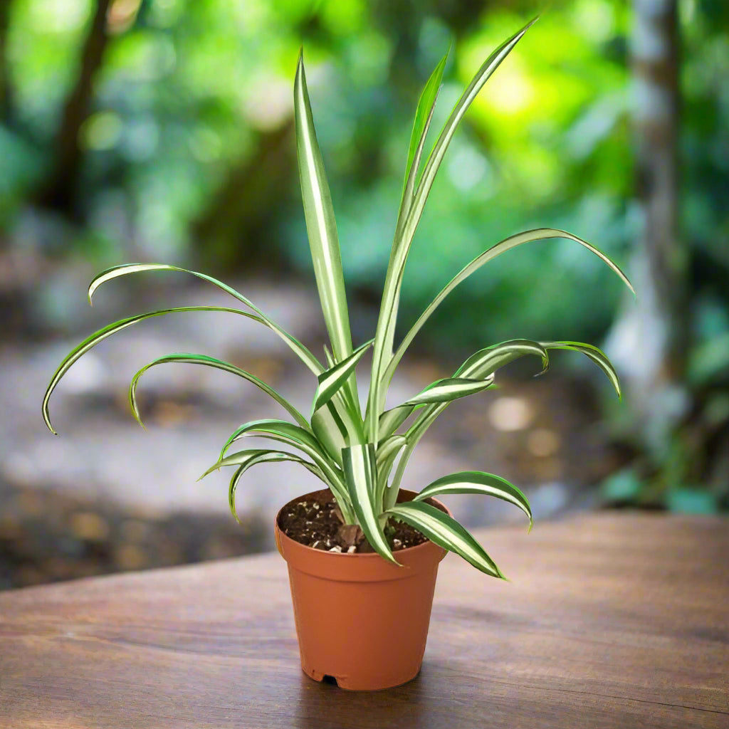 Spider Plant Reverse