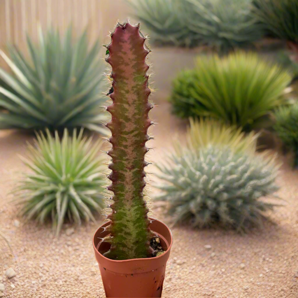 Succulent Euphorbia 'Trigona Rubra'