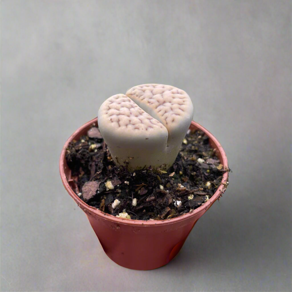 Lithop Living Stone