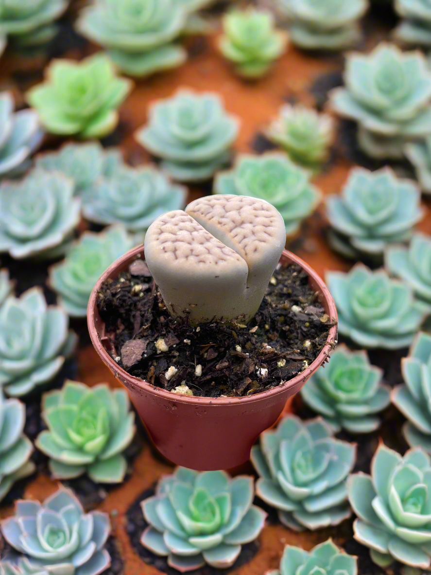 Lithop Living Stone