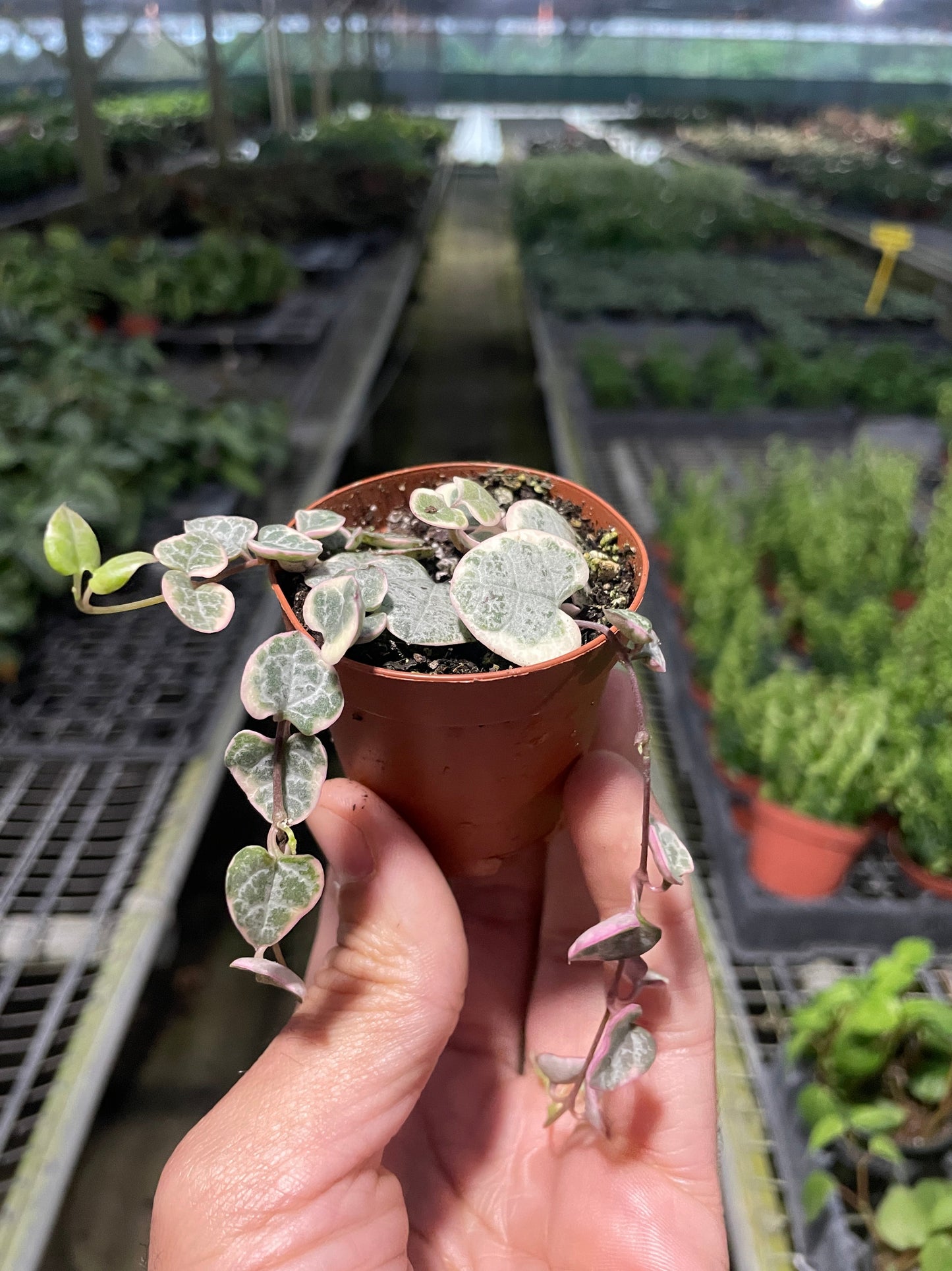 Ceropegia Woodii 'String of Hearts'
