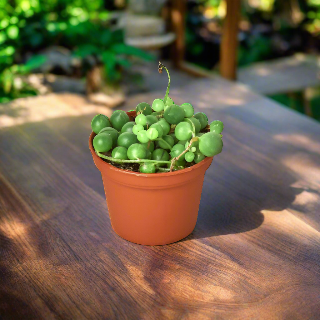 Succulent 'String of Pearls'
