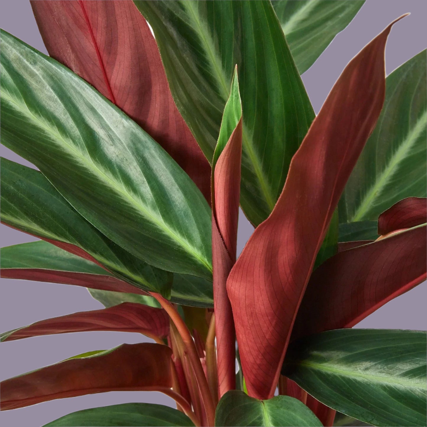 Stromanthe Sanguinea
