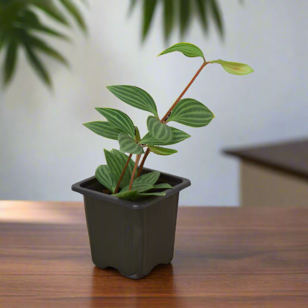 Peperomia 'Parallel'