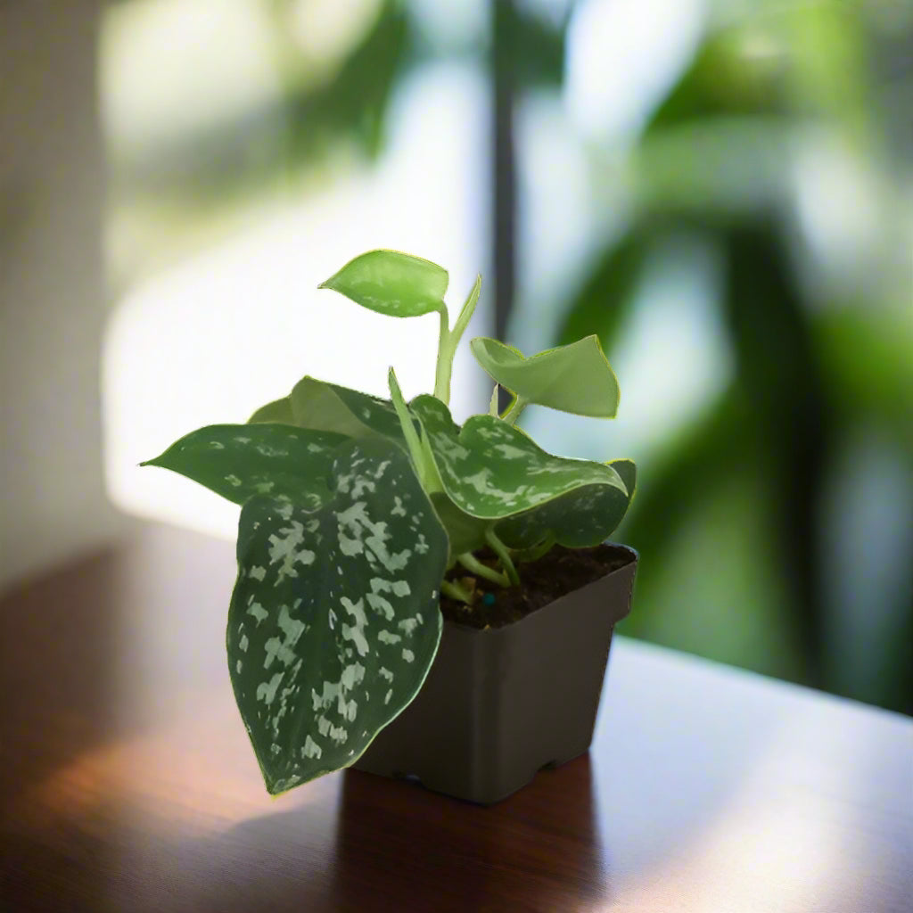 Pothos 'Satin'