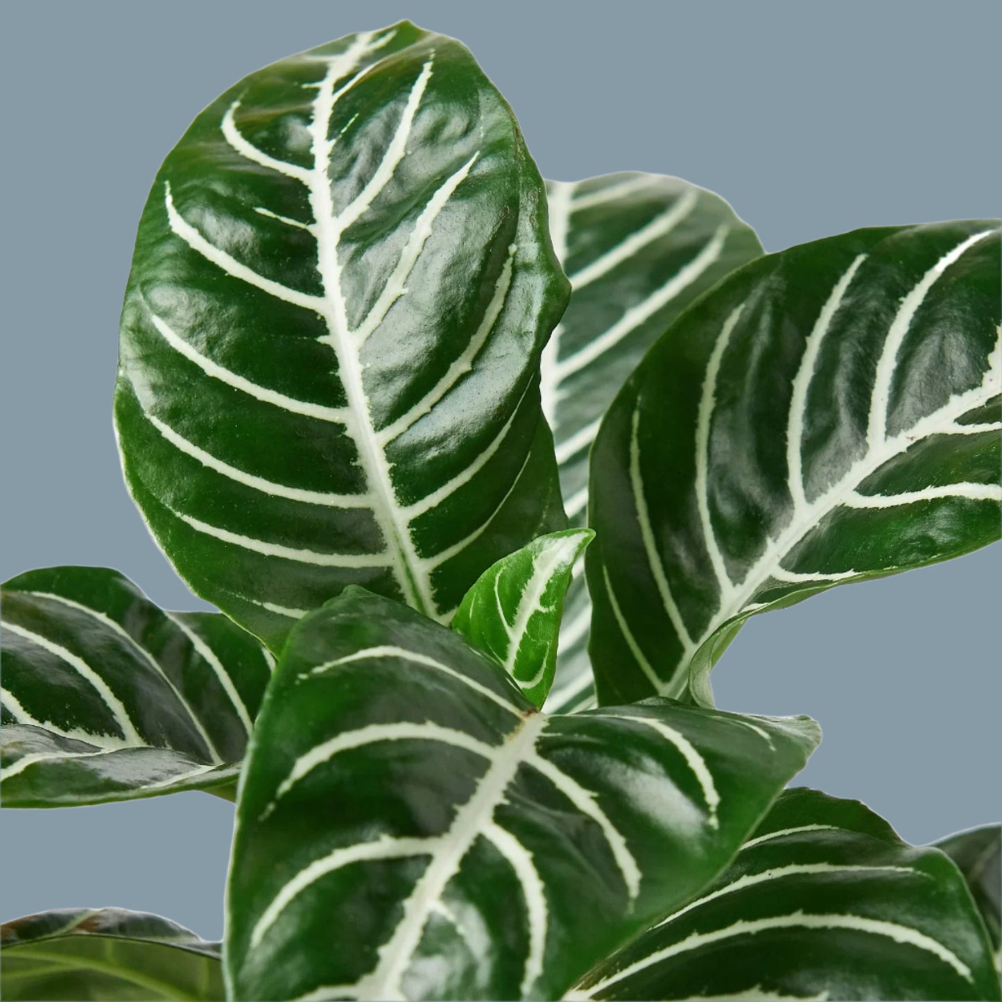 Zebra 'Aphelandra'