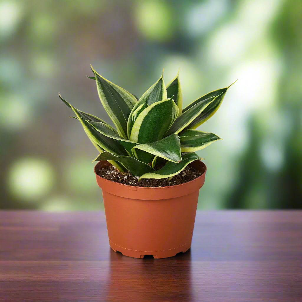 Snake Plant Black Gold