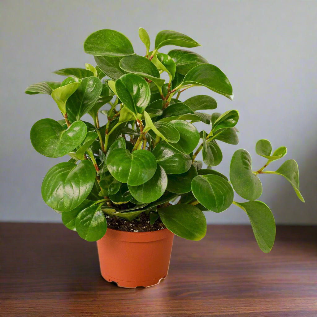 Peperomia Thailand