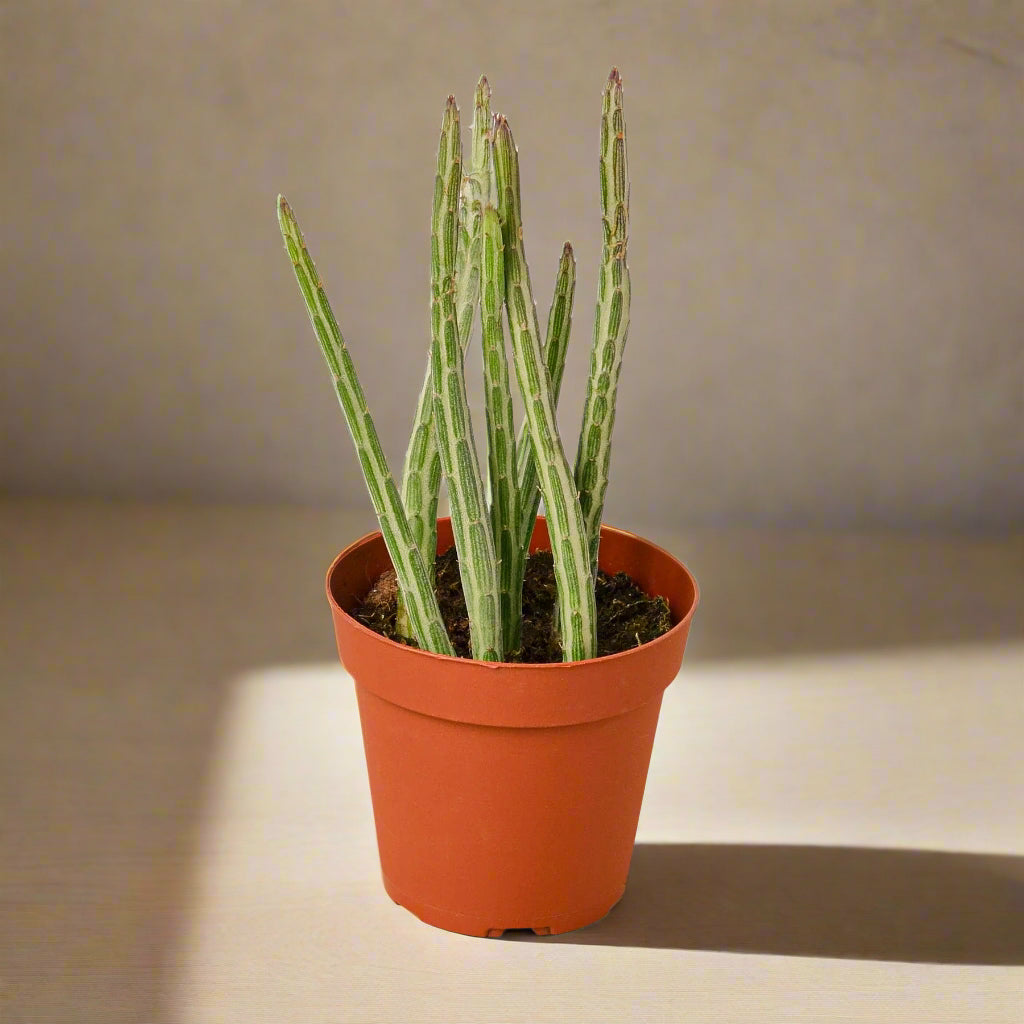 Senecio Stapeliiformis Pickle Plant