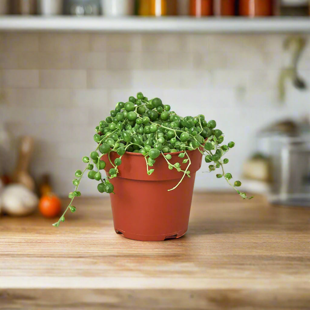 Succulent 'String of Pearls'