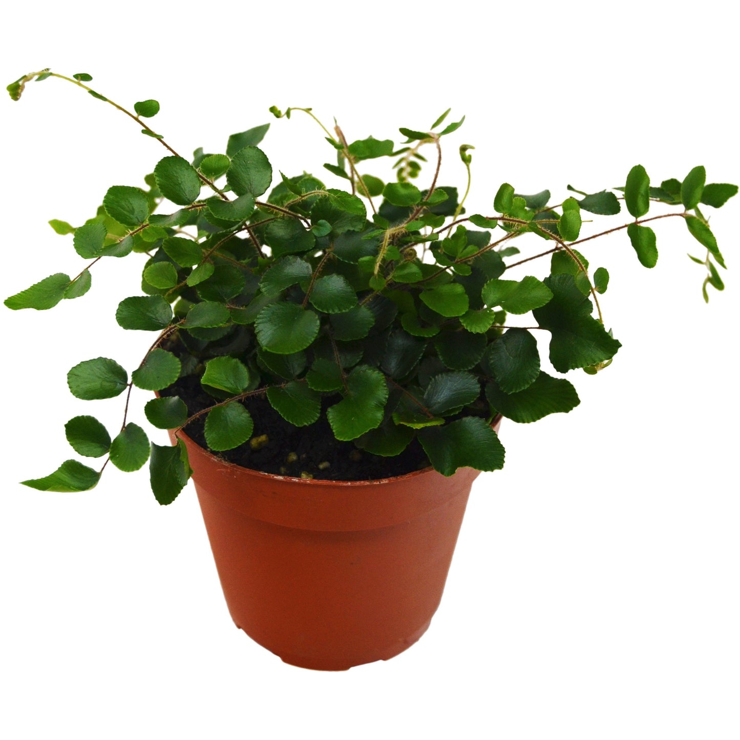 Button Fern - The Sassy One