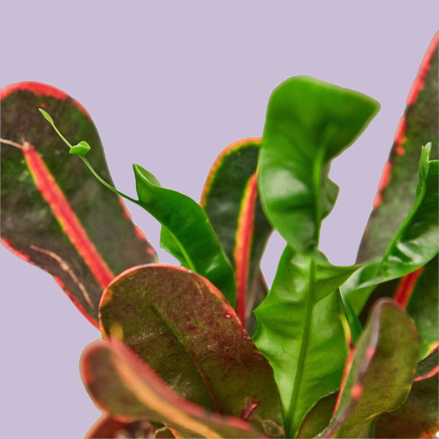 Croton 'Mammy'