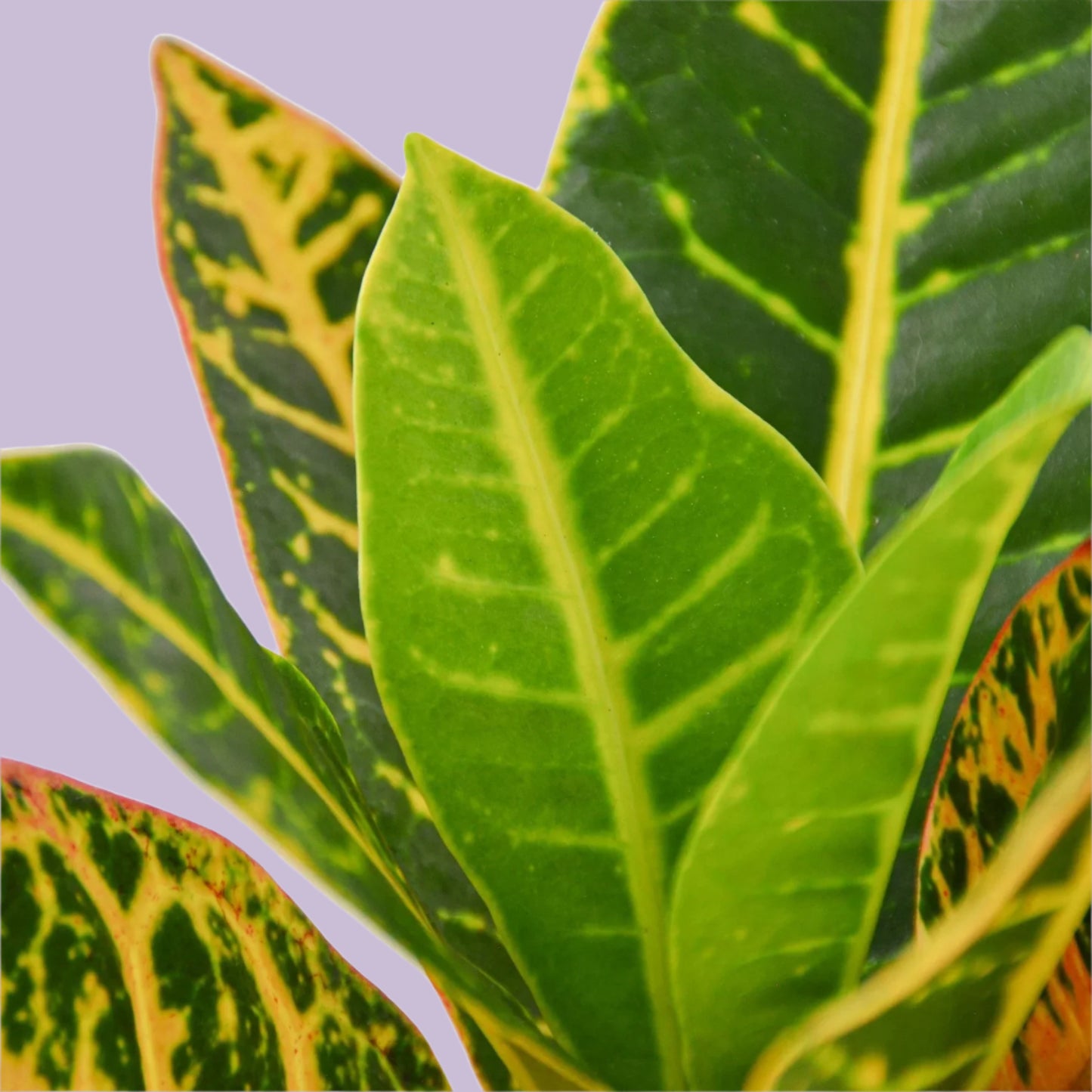Croton Petra 'Joseph's Coat'