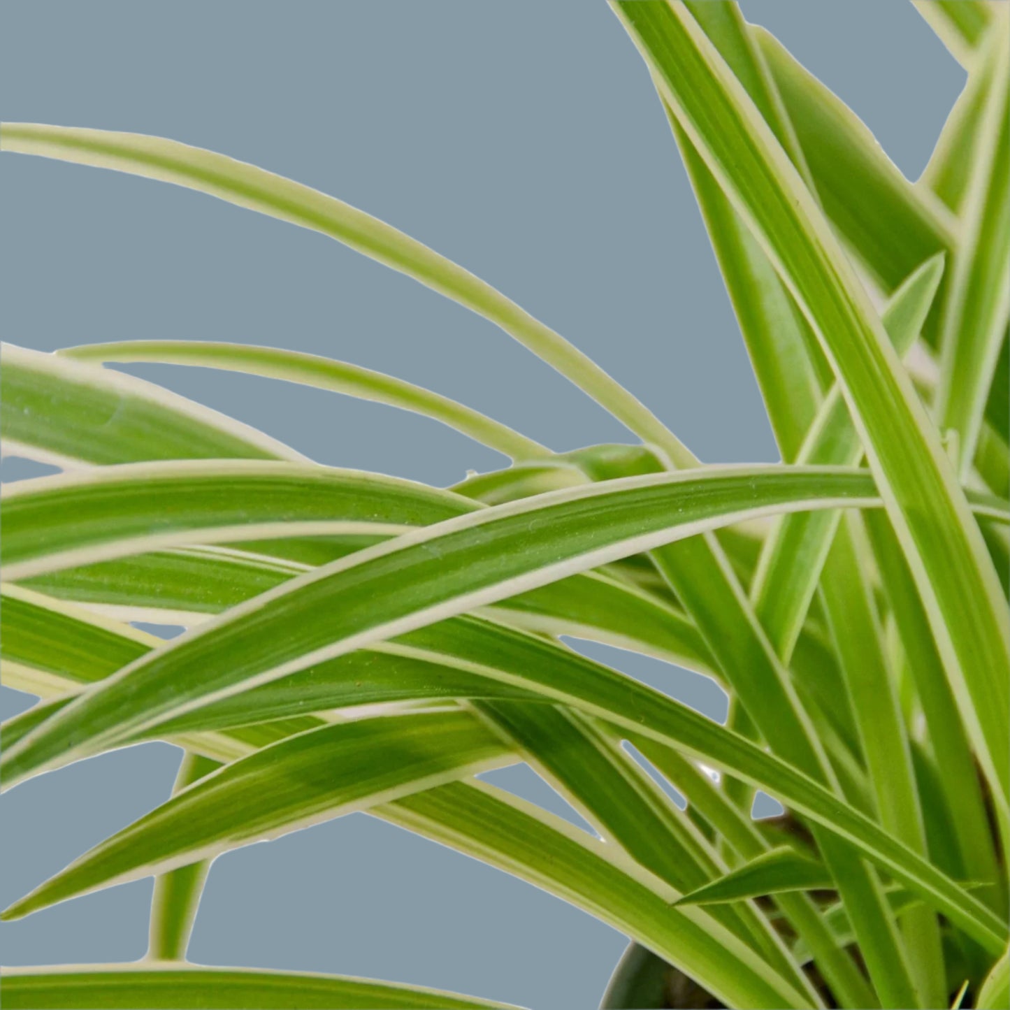 Spider Plant Reverse