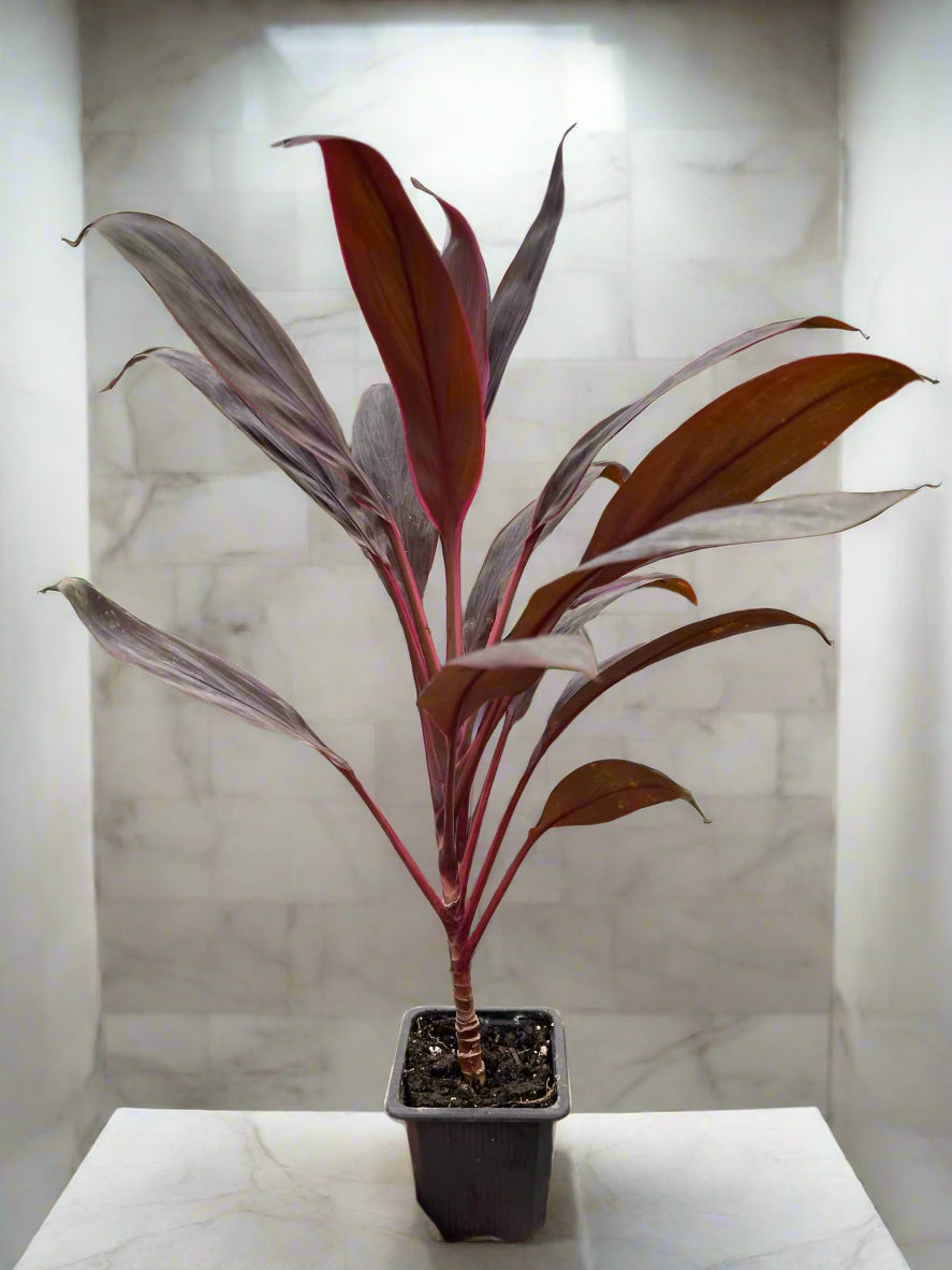 Cordyline 'Calypso Queen'
